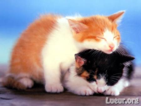 voila mon animal preferer
